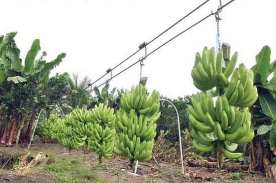 Carretilla de acero del rodillo del cablecarril del plátano de la granja con los transportes