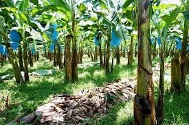 Carretilla agrícola de los rodillos del cablecarril del plátano 250KG para el plátano rápido Garruchas del hardware del transporte