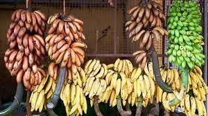 Carretilla agrícola de los rodillos del cablecarril del plátano 250KG para el plátano rápido Garruchas del hardware del transporte